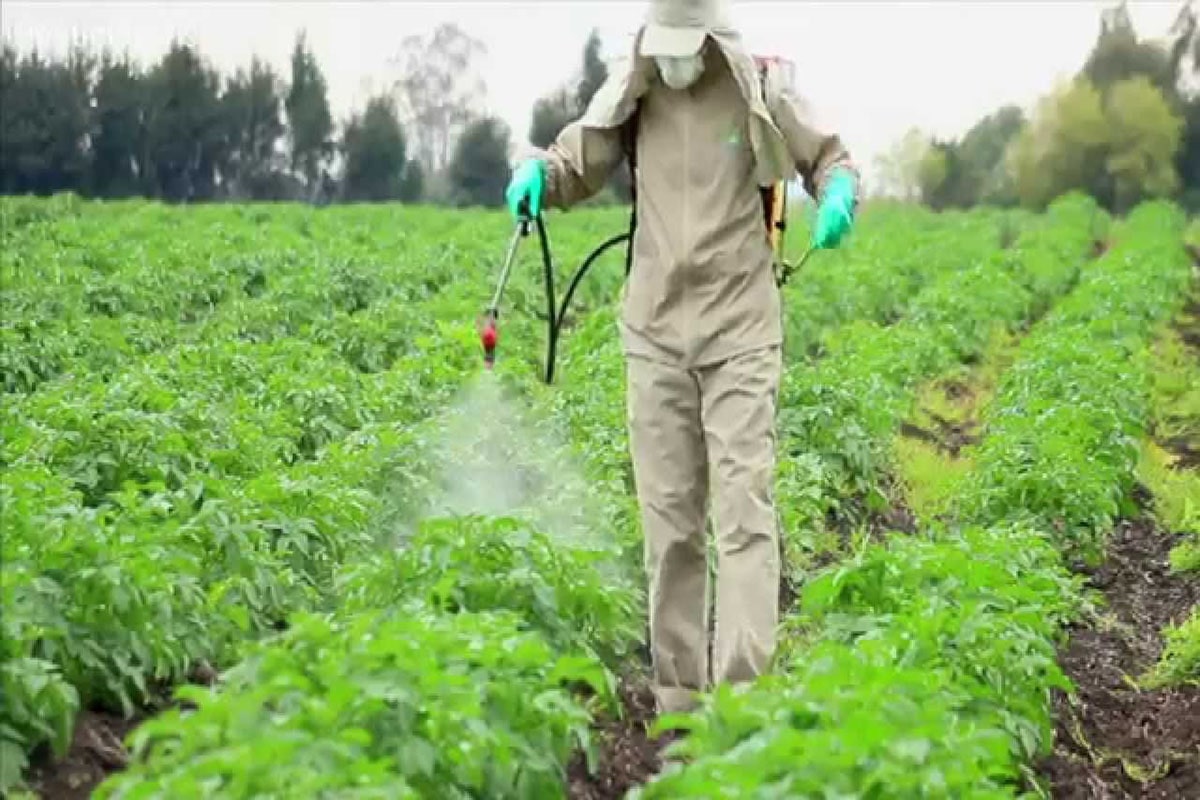 Исследование пестицидов. Ядохимикаты в сельском хозяйстве. Удобрения в сельском хозяйстве. Гербициды в сельском хозяйстве. Удобрения и пестициды.