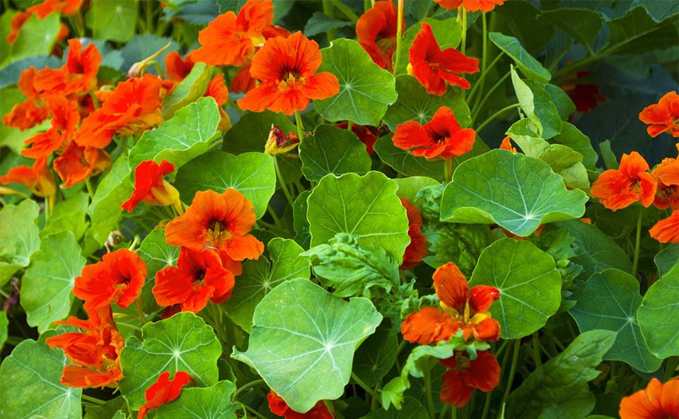 مشخصات و اطلاعات گل لادن tropaeolum majus - معرفی گیاهان - مجله آنلاین بذرکو