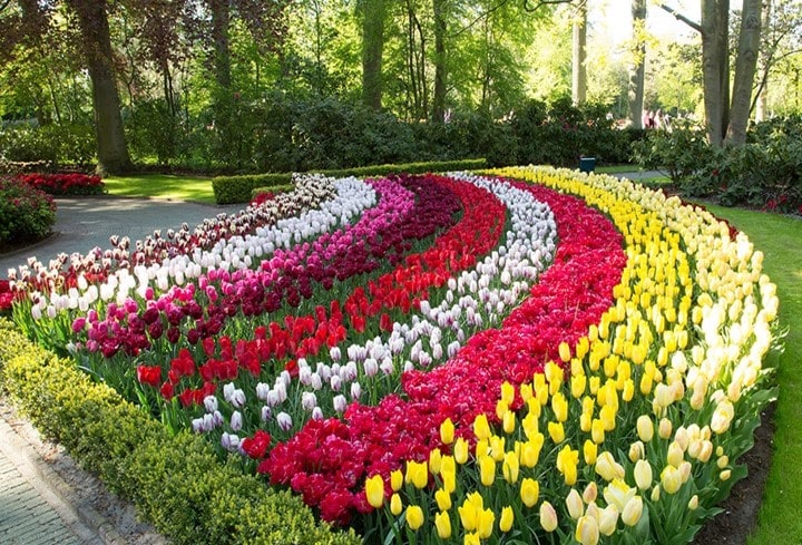 آموزش کاشت پیاز گل لاله در گلدان و باغچه | مجله آنلاین بذرکو %