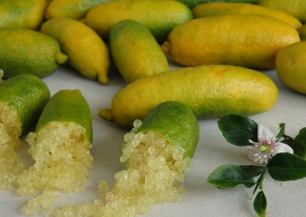 لیمو انگشتی استرالیا Finger Lime از انواع میوه های استوایی و کمیاب