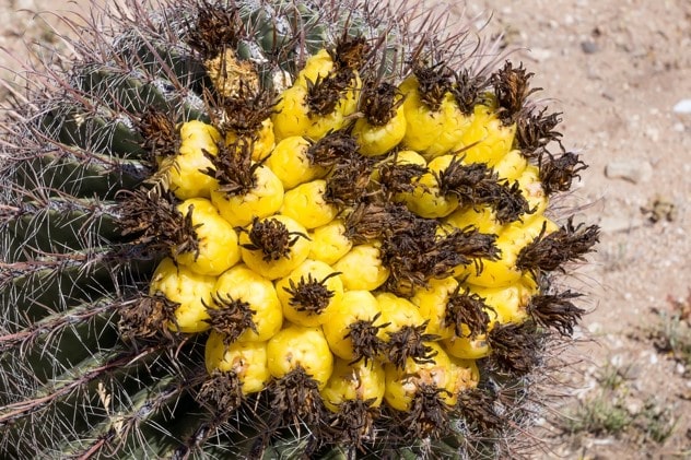کاکتوس بشکه ای Barrel Cactus