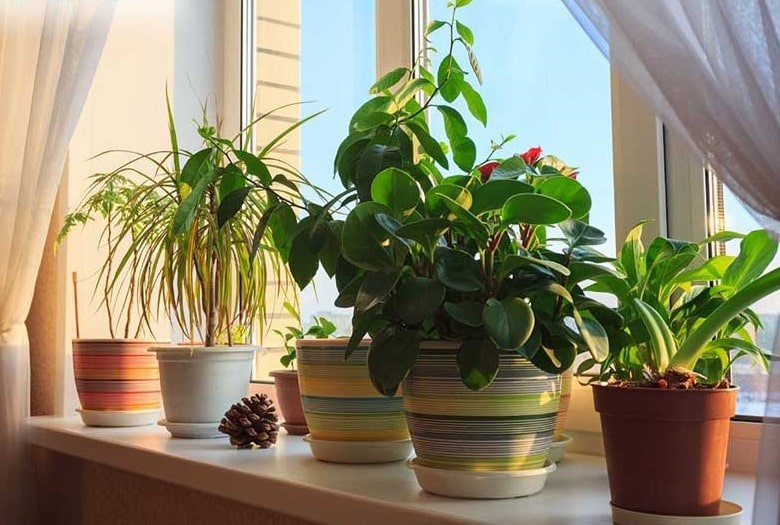 گیاهان مناسب آپارتمان