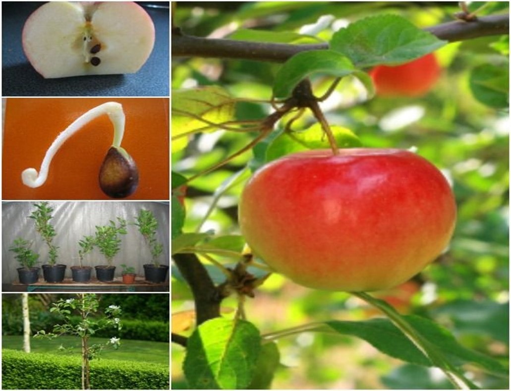 آموزش کاشت بذر سیب