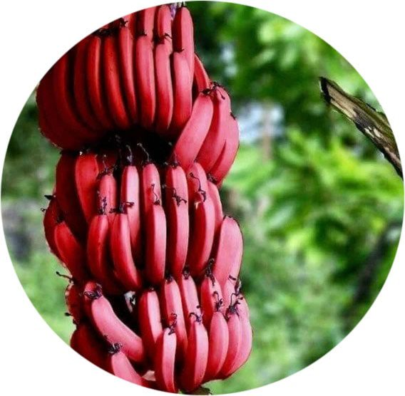 seed Red banana plant bazrco