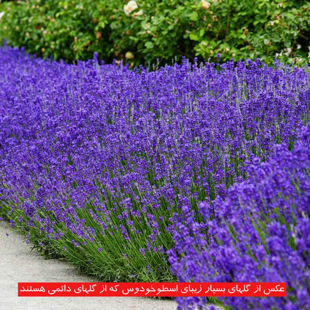 بذر گل ارزان یک از بهترین گزینه‌ها برای کاشت در فضای باز و طراحی فضای سبز می باشد.