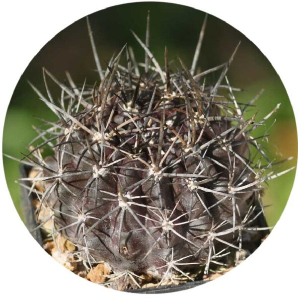Pyrrhocactus pamaensis seed bazrco
