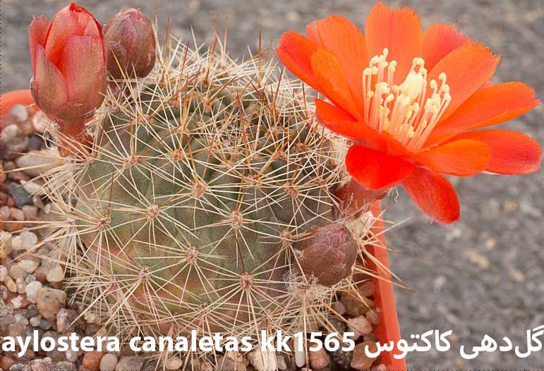 بذر کاکتوس آیلوسترا کانالتاس Aylostera canaletas kk1565