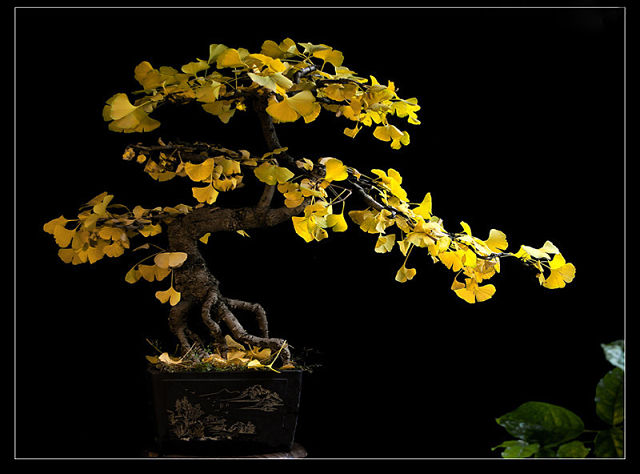 بن سای ژیکو یکی از زیباترین و مقاوم ترین ها بوده این بونسای بسیار زیبا با نام های جینکو نیز نامیده می شود