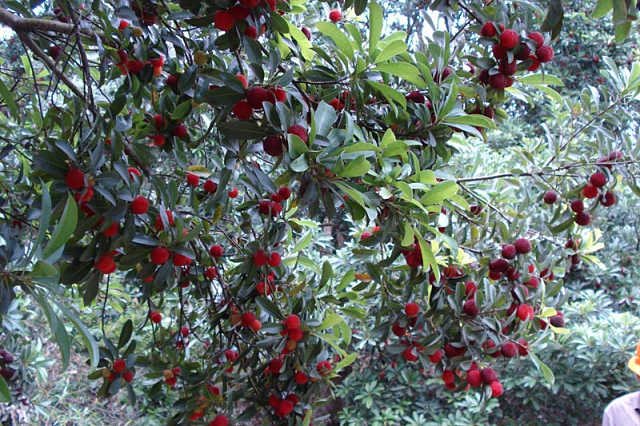 درخت میوه یانگ می با نام های توت فرنگی چینی شناخته شده است