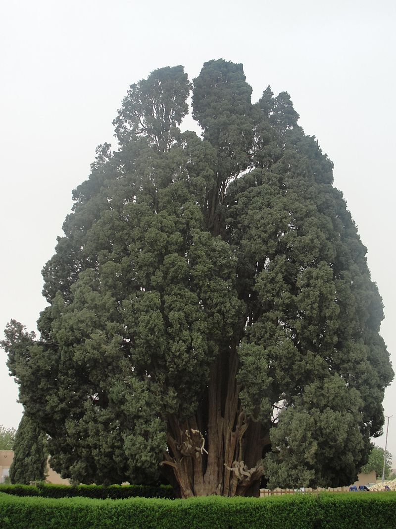 سرو ابر کوه ایرانی سومین درخت پیر دنیا