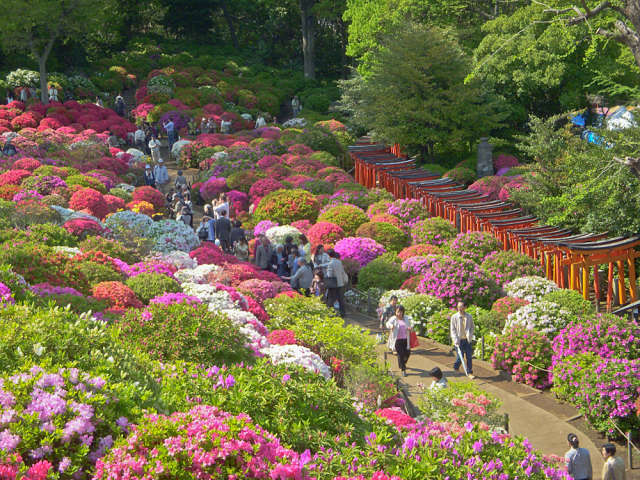 فستیوال بسیار زیبای درختچه های آزالیا با رنگ های مختلف.این فستیوال هر ساله در ژاپن برگزار می شود