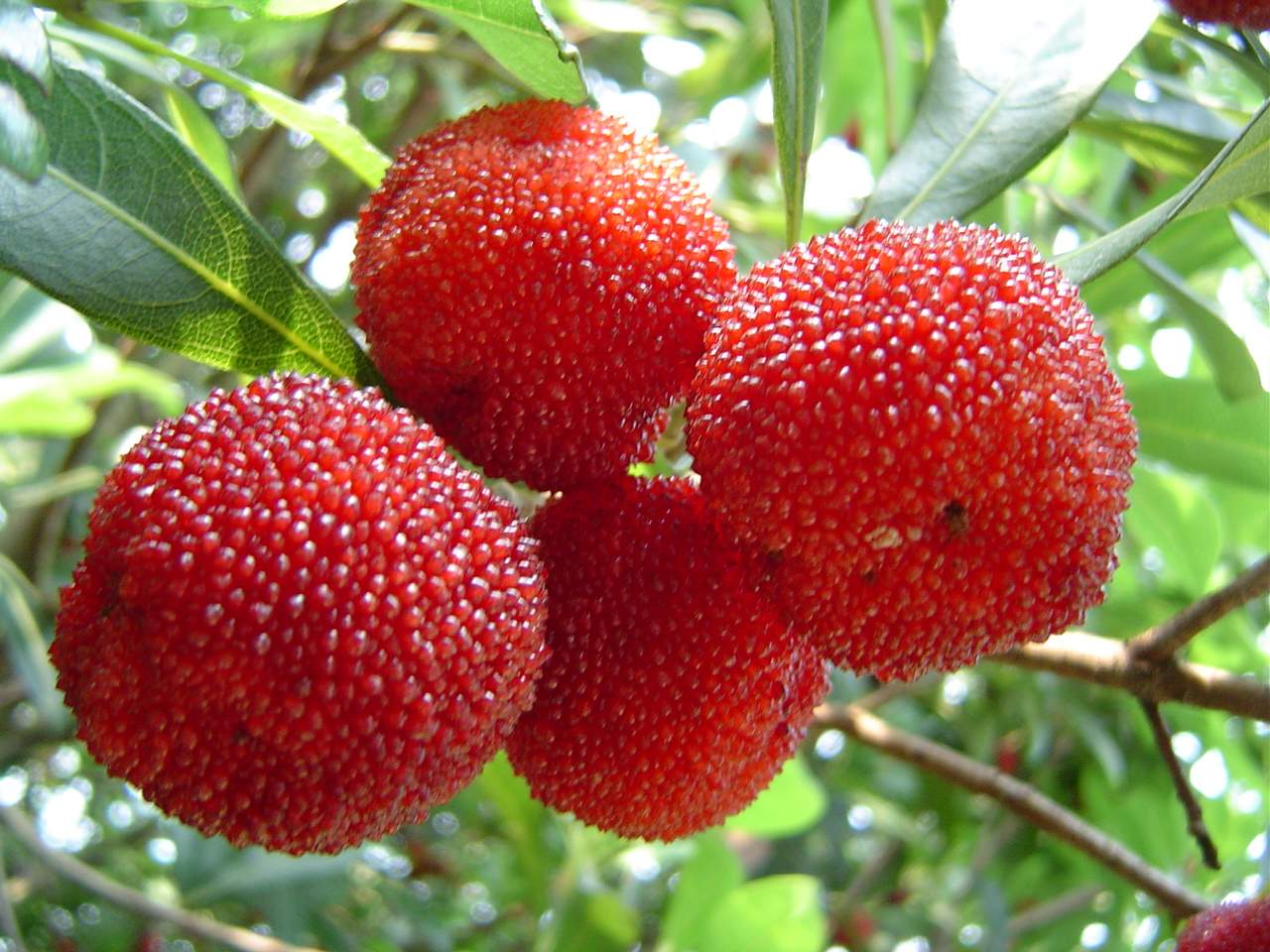 میوه خوشمزه یانگ می با نام های توت فرنگی چینی یک میوه خوشمزه با طعم لذیذ و دلچسب می باشد