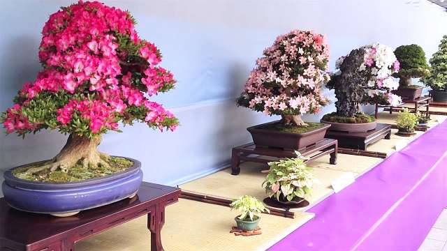 نمایشگاه بونسای در کشور ژاپن، بونسای زیبای آزالیا در این نمایشگاه را مشاهده می کنید