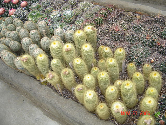 شکل ظاهری کاکتوس نوتو خورشیدی (leninghausii Parodia) :  این نوع کاکتوس از بدو تولید از بذر به شکل کروی رشد می کند ولی بعد از مدتی رشد کروی ثابت و تبدیل به رشدی قدی میشود و گاها بعد از رشد قدی از کناره ها