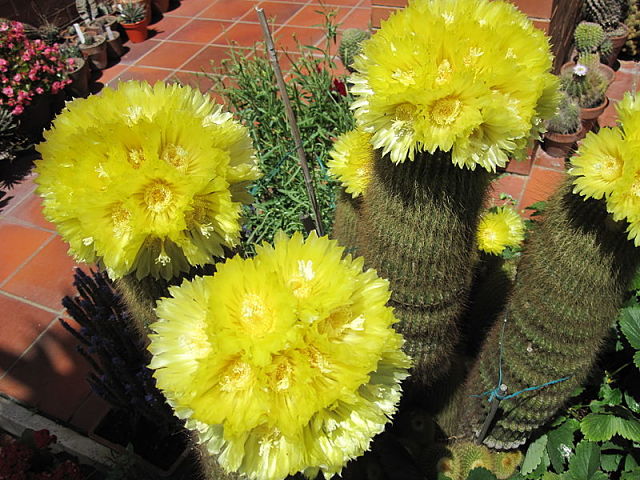 کاکتوس نوتو کاکتوس خورشیدی  با  نام علمی leninghausii Parodia از خانواده کاکتوسها می باشد.این نوع کاکتوس با  نام های کاکتوس توپ لیمویی (Lemon Ball)، کاکتوس توپ طلائی (Golden Ball) و کاکتوس برج زرد (Yellow Tower cactus)