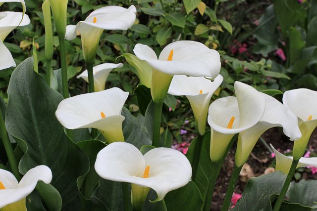 گل شیپوری رنگ سفید بسیار زیبا این گل از طریق بذر و پیاز تکثیر می شود و بومی مناطق جنوب آفریقا می باشد