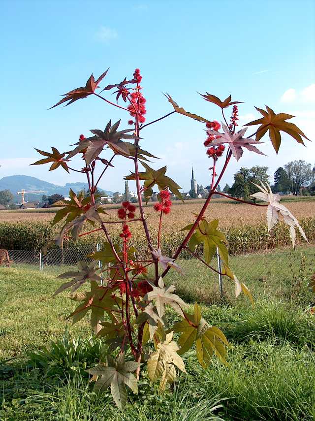 گل کرچک یکی از گلهای زینتی زیبا بوده که خواص درمانی دارد البته بذر آن بسیار سمی و کشنده می باشد