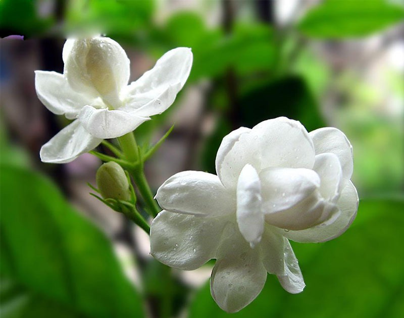 گل یاس سفید یکی از بهترین رایحه ا در گلها دارد این گل شبها رایحه خود را پخش کرده طوری که بهشت را احساس خواهید کرد