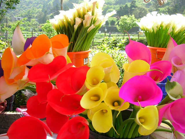 گل CALLA LILY یک گل زیبای منحصر بفرد که با نام گل شیپوری نیز شناخته می شود