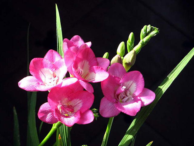 گل freesia یک گل بسیار زیبا با عطری عالی زمانی که این گل شروع به پخش عطر میکند کل فضاپراکنده از بوی خوب این گل می شود