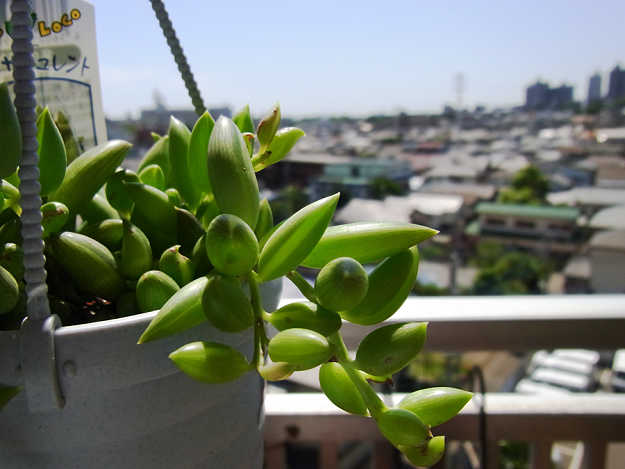 گیاه رشته موزی یا senecio radicans گیاهی بسیار زیبا بوده که برای تصفیه هوا از این گیاه نیز استفاده می شود