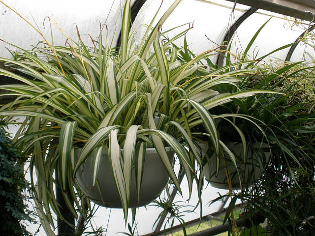 این گیاه بسیار زیبا با نام های گیاه سنجاقی، گیاه برگ گندمی،گیاه عنکبوت پیچک، گیاه عنکبوتی (Spider Plant)، کلروفیتوم Chlorophytum Ribbon Plant, Airplane Plant,  شناخته می شود.