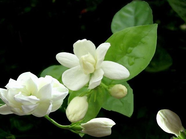 یاسمن سفید همان یاس سفید بوده که با نام لاتین white Jasmines نیز شناخته می شود این گل معطر بوده و بسیار زیبا می باشد