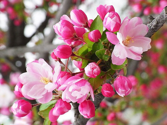 درخت زیبا و کمیاب سیب وحشی ژاپنی (Malus Spectabilis)  درخت سیب وحشی از خانواده Rosaceae   با نام های متداول Chinese Flowering Apple, Asiatic apple (چینی گل سیب،سیب ژاپنی، سیب آسیایی، خرچنگ چینی )
