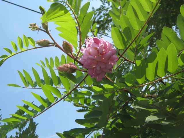 شرایط نگهداری درخت اقاقیا ویسکوسا  Robinia viscosa:  این نوع درخت باید از نظر نور دهی باید در مکانی کاملا آفتابی با جریان هوای مناسب قرار گیرد خوشبختانه در هر خاکی جوابگو می باشد  اما در خاکهای شور و خیلی قلیایی نسبت به کمبود آهن حساس است