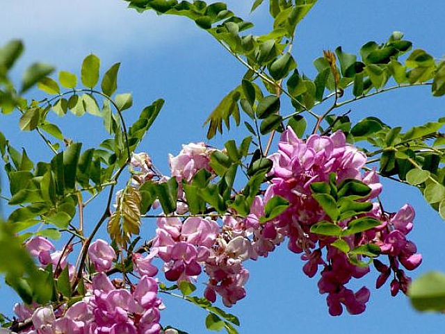 بذر Robinia viscosa bonsai (اقاقیا ویسکوسا)  ابتدا در مورد رده اقاقیا لازم میدونم مطالبی را عرض کنم  .این رده با نام علمی آکاسیا شناخته می شود.شامل حدود 1300 گونه مختلف می باشد (که اگر در تایپیکهای دیگر فروشگاه بذرکو دقت کرده باشید