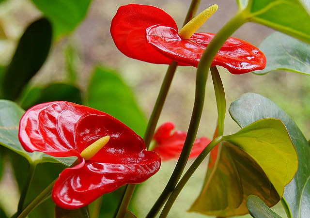 گل  آنتوریوم آندرانوم (گل فلامینگو) با نام علمی ANTHURIUM ANDRAEANUM   همیشه سبز از سری گیاهان گلدار از خانواده گلشیپوریان (Araceae) می باشد این گل بومی کلمبیا و اکوادور می باشد.