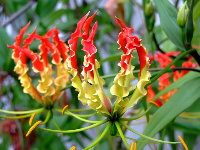 گل کمیاب شعله لیلی یا سوسن شعله (gloriosa superba):  گل زیبای شعله لیلی از خانواده گل حسرتیان (Colchicaceae) سورنجانیان تیره ای از سوسن سانان گیاهی چند ساله و دارای ریزوم می باشد، بومی بومی آسیا گرمسیری و جنوب آفریقا، و معتدل و گرمسیری