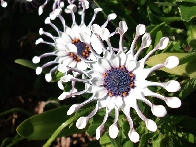 بذر گل زیبای استئوسپرموم یا داوودی آفریقای (گل مینای آفریقائی)  این گونه گیاه از تیره ای از گیاهان گلدار با عمر یکساله و دو ساله ، با نامهای مختلف استئوسپرموم، داوودی آفریقائی، گل مینای آفریقائی blue-eyed saisy , african daisy, cape daisy, spoone osteospermum شناخته میشود