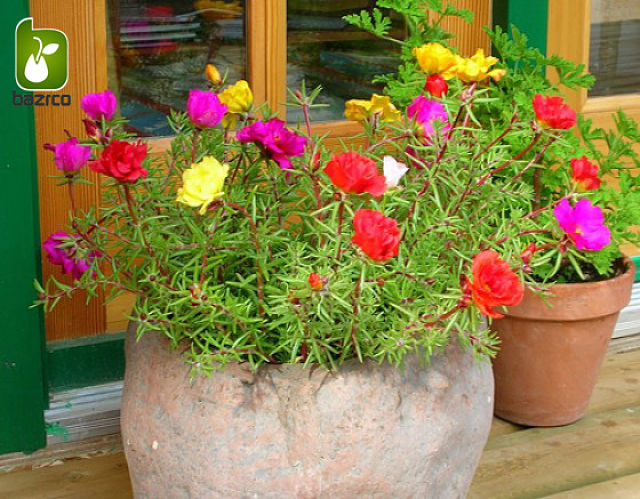 گل ناز آفتابی (PORTULACA GRANDIFLORA) کشت و استفاده پورتولاکا یا گل ناز آفتابی:  عمده مصرف این گل بخاطر زیبائی آن می باشد.تعداد زیادی از گونه ها در آب و هوای معتدل کاشته می شود