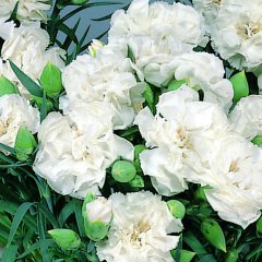 Dianthus-Lillipot-White