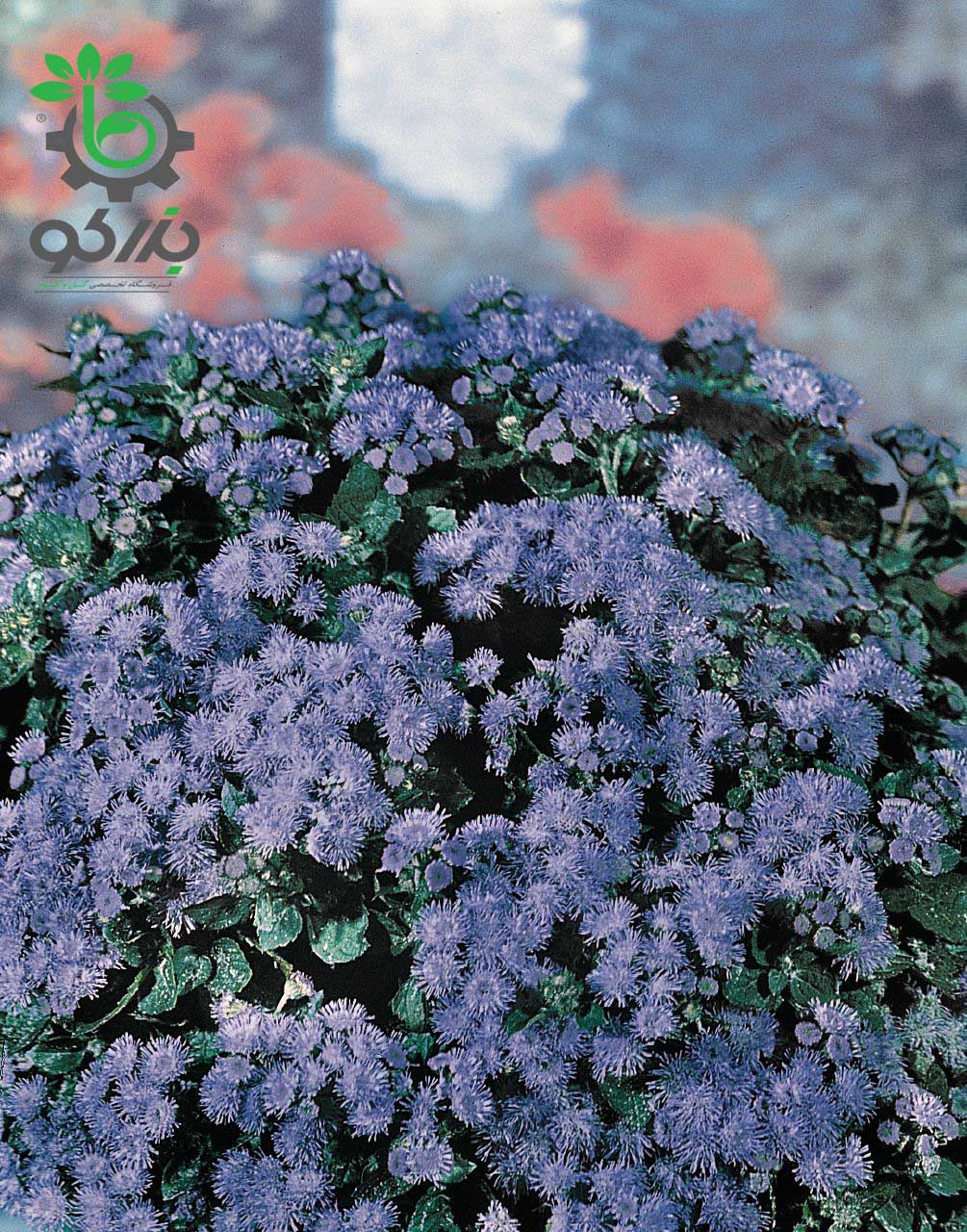  بذر گل ابری آبی واریته دانیوب بناری Ageratum Houstonianum Danube Blue F1 Pelleted Seed