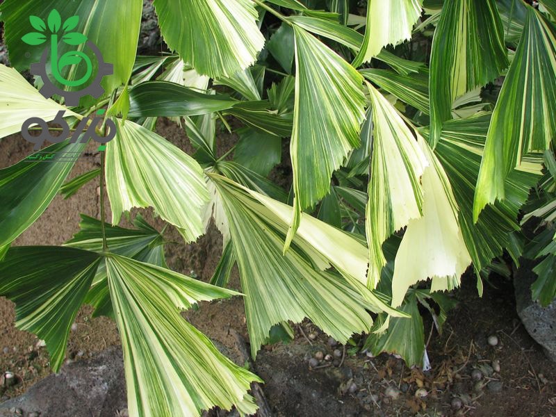 بذر نخل کاریوتا میتیس برگ ابلغ | caryota mitis variegated leaf 
