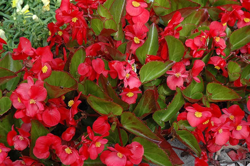 گل های بسیار زیبای یک بگونیا واریته مگاوات رنگ گل قرمز برگ سبز