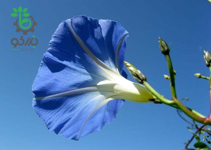 عکس یک نمونه نیلوفر پیچ آبی رنگ شکوه صبحگاهی