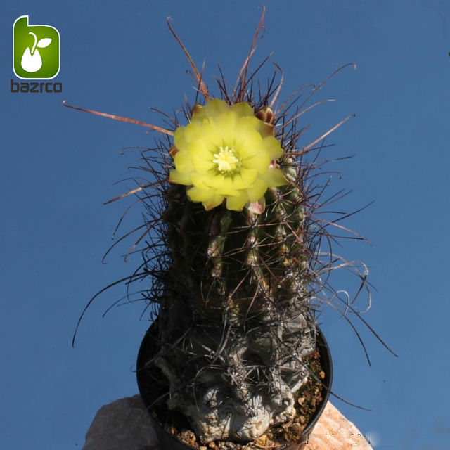 بذر کاکتوس کمیاب هاماتوکاکتوس (Hamatocactus)  کاکتوس هاماتوکاکتوس از  خانواده: Cactaceae (خانواده‌ی کاکتوس)بوده و با نام کله زرد ترکی  Yellow turk's head نیز شناخته می شود این کاکتوس بسیار زیبا دارای مشخصات به شرح زیر می باشد: