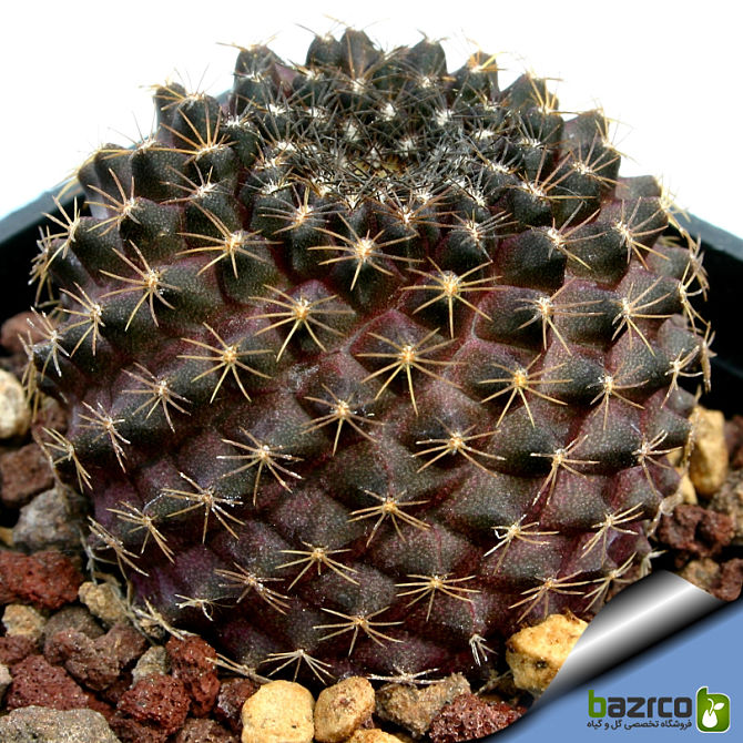 Copipoa tenuissima cactus