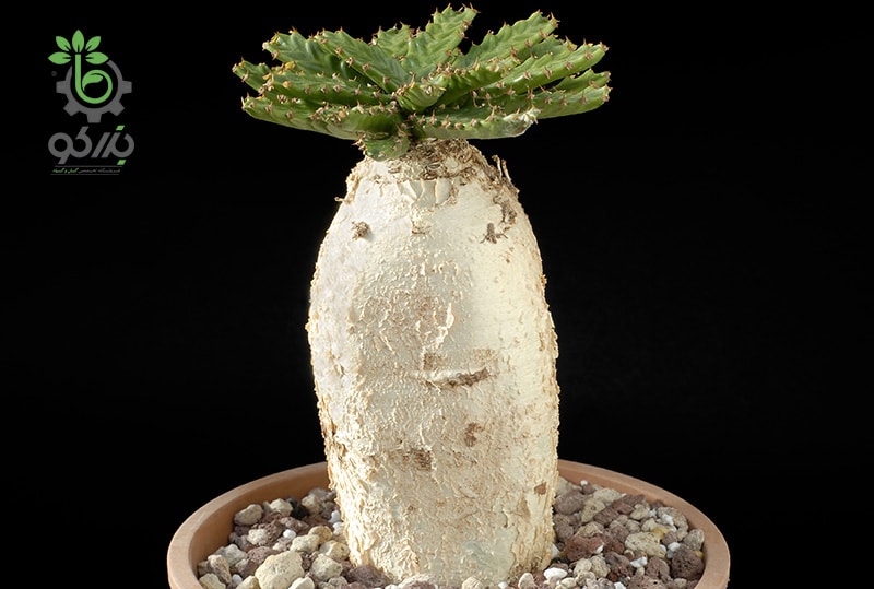 Euphorbia-stellata