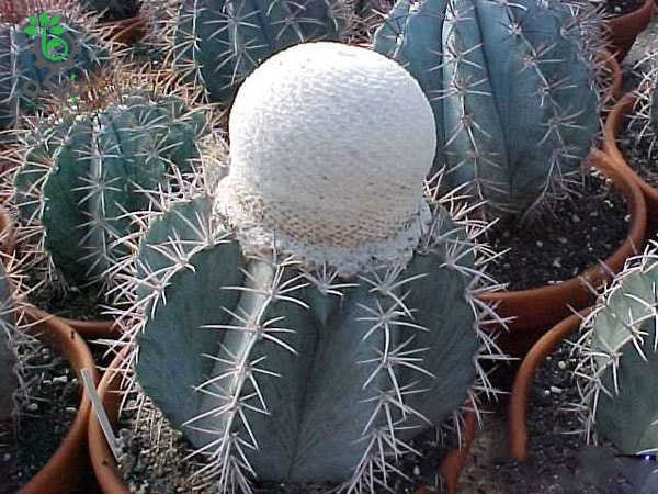 ملوکاکتوس شاتزلی MELOCACTUS sp San Christobal Venezue | Melocactus schatzlii