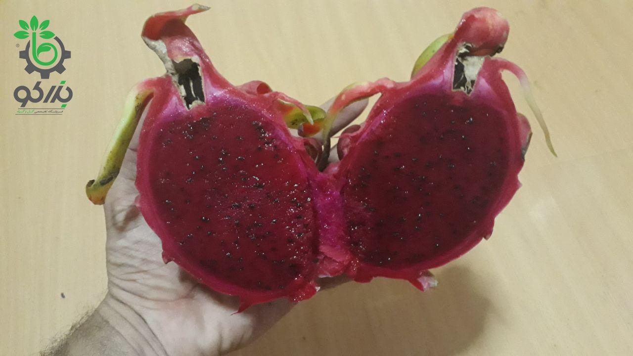 عکس از یک میوه پیتایا یا میوه اژدهای قرمز مایل به بنفش 