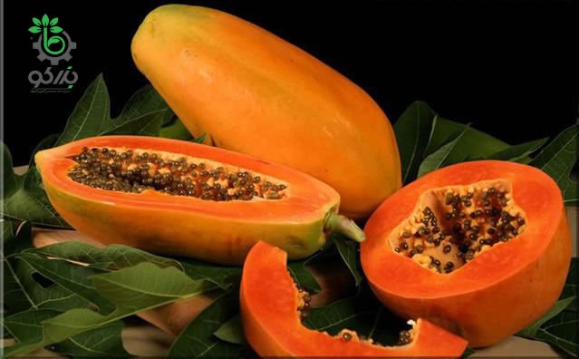 Papaya-Holland  بذر پاپایا هلند