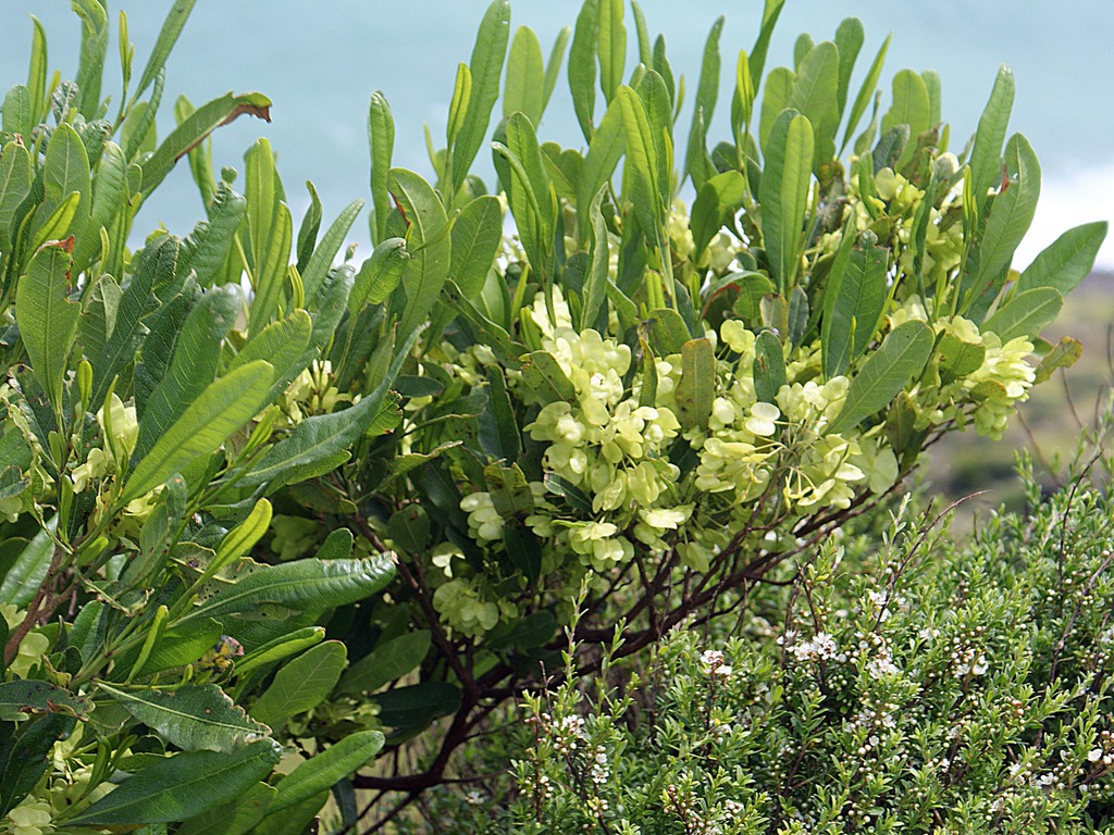 بذر درختچه بسیار زیبای ناترک ویسکوسا(Dodonaea viscosa)  این رده ناترک (نام علمی: Dodonaea) نام یک سرده از تیره ناترکیان خانواده Sapindaceae است. در حدود 70 گونه داشته  که توزیع جهانی داشته و در مناطق معتدل گرمسیری، نیمه گرمسیری و گرم آفریقا، آمریکا، جنوب آسیا و استرالیا پراکنده هستند.یکی از گونه های بسیار جالب و زیبای ناترک ویسکوسا(Dodonaea viscosa) می باشد