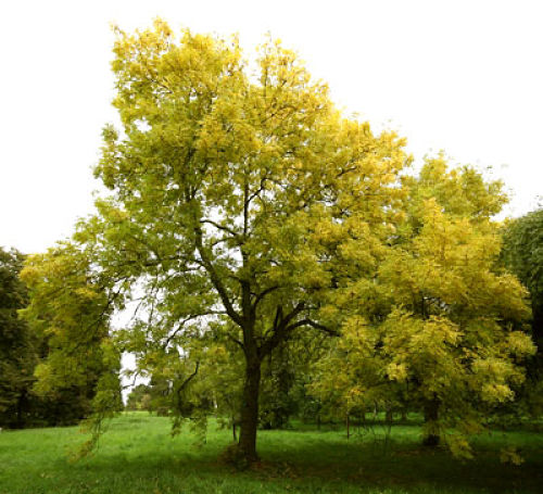اسطوره شناسی و خرافات در مورد درخت Fraxinus bonsai (زبان گنجشک):  در مورد این درخت در انگلستان خرافاتی از قدیم وجود دارد( ایگدراسیل Yggdrasil درختی افسانه ای که شاخه های آن به دور آسمان کشیده شده) که گفته میشده تاج آن تا آسمان رفته و ریشه آن