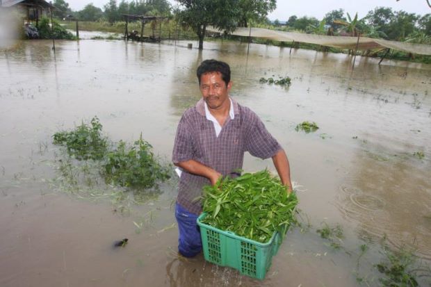 برداشت محصول Kangkong water spinach