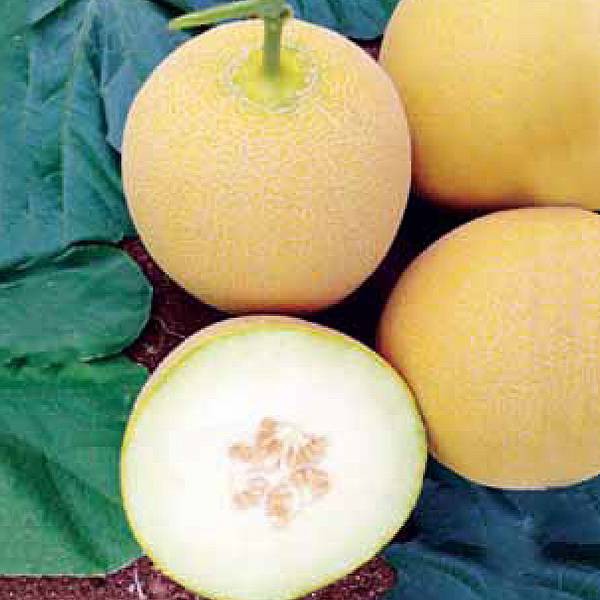 نمونه میوه ارگانیک ملون