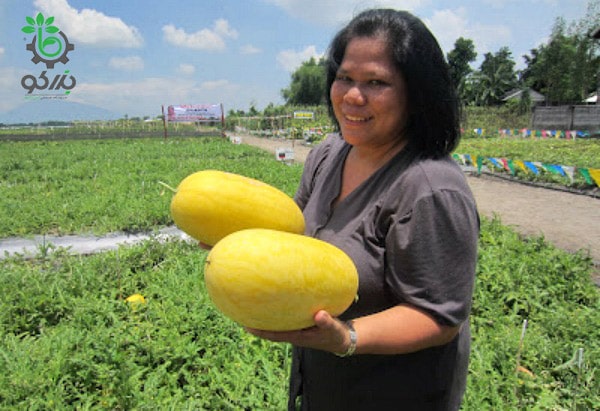 جنیفر رمکویلو، کارشناس مطرح از محصولات با ارزش در آمریکا بالا که در دستش دو نمونه از هندوانه دیانا پوست زرد دارد